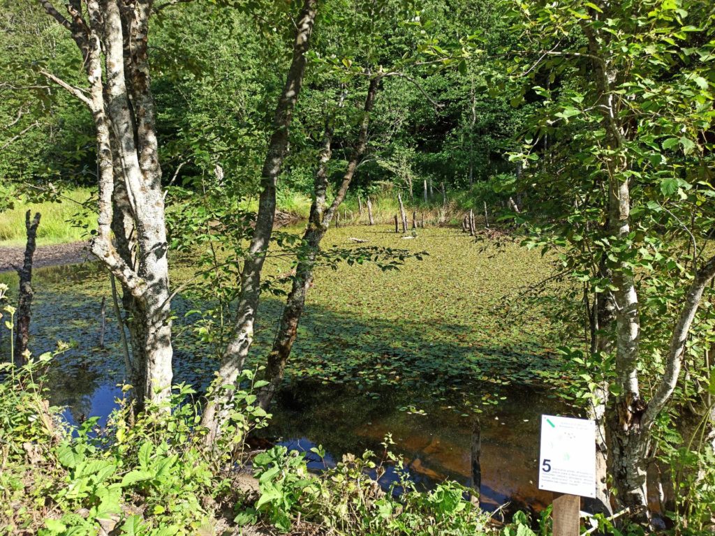 Starorzecze Wołosatki pokryte roślinnością