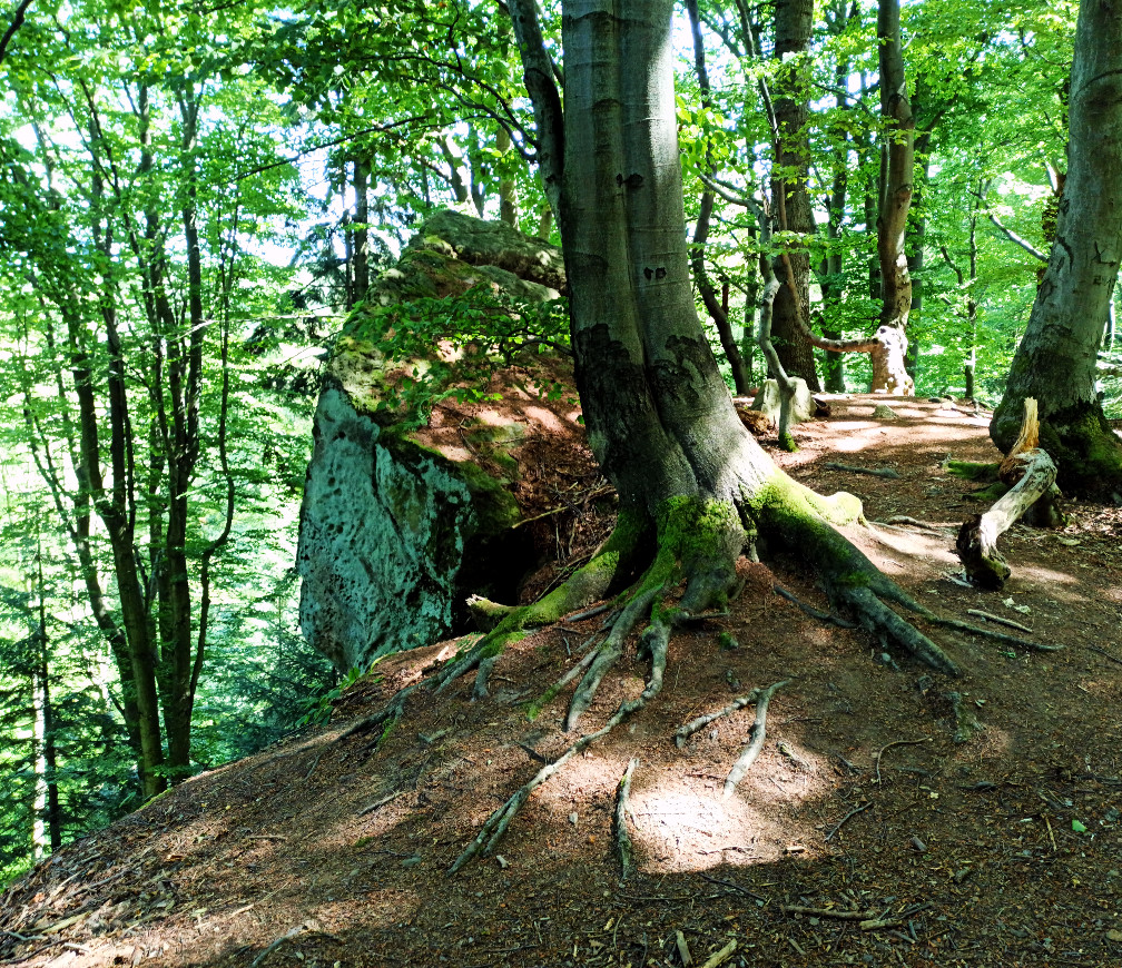 Rezerwat Kamień nad Rzepedzią.